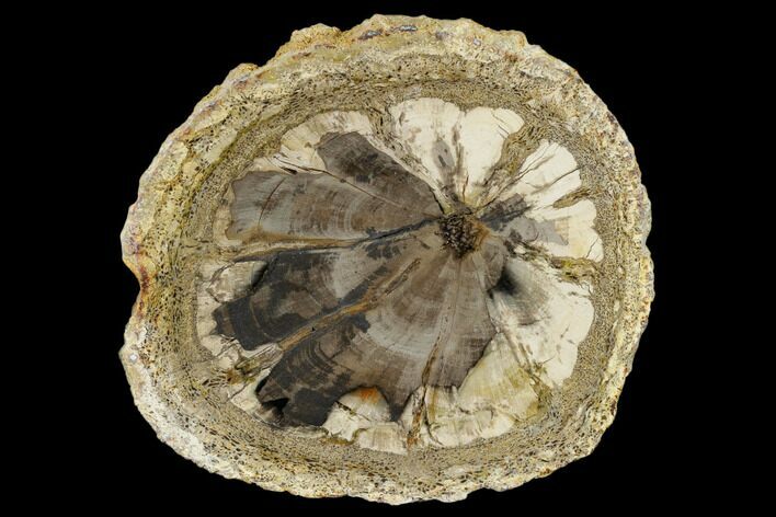 Rare, Petrified Wood (Hermanophyton) - Cortez, Colorado #114455